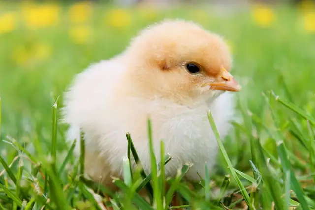 chick — photo