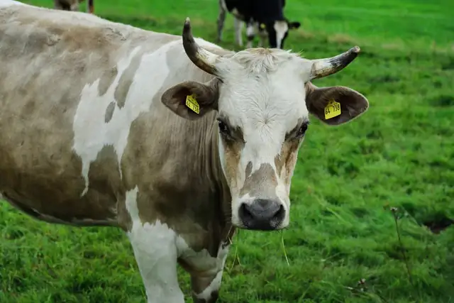 cow — photo