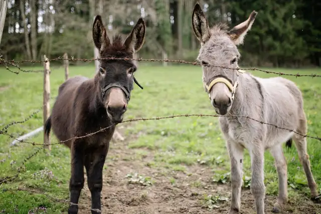 donkey — photo