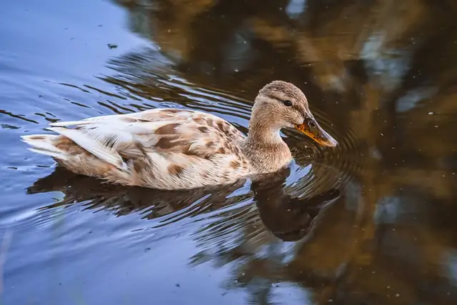 duck — photo
