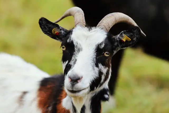 goat — photo