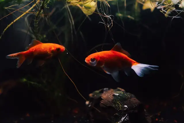goldfish — photo