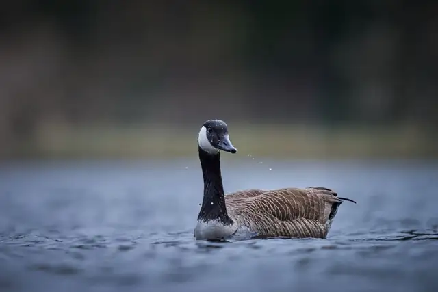 goose — photo