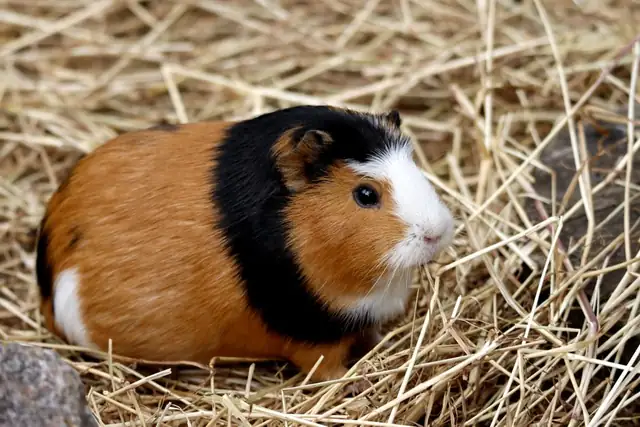 guinea pig — photo