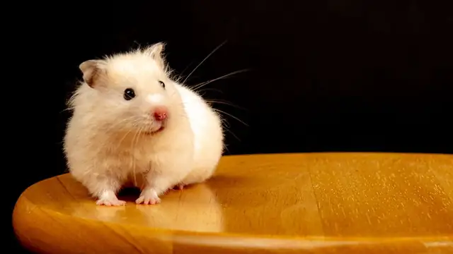 hamster — photo
