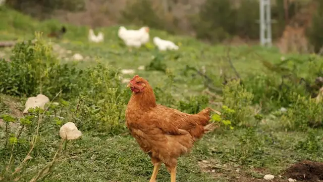 hen — photo