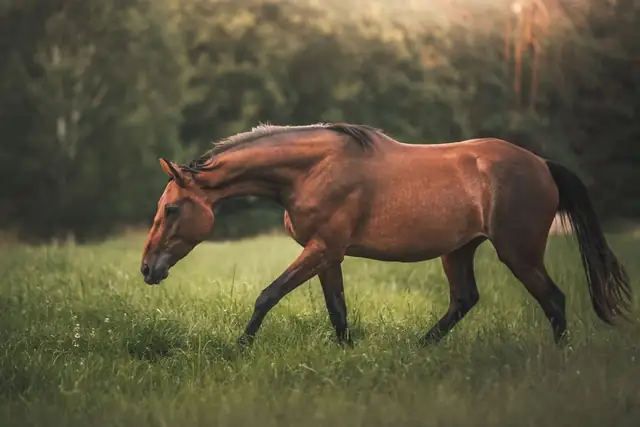 horse — photo