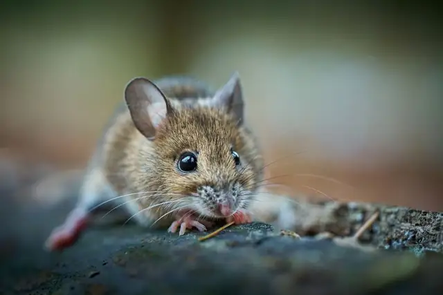 mouse — photo