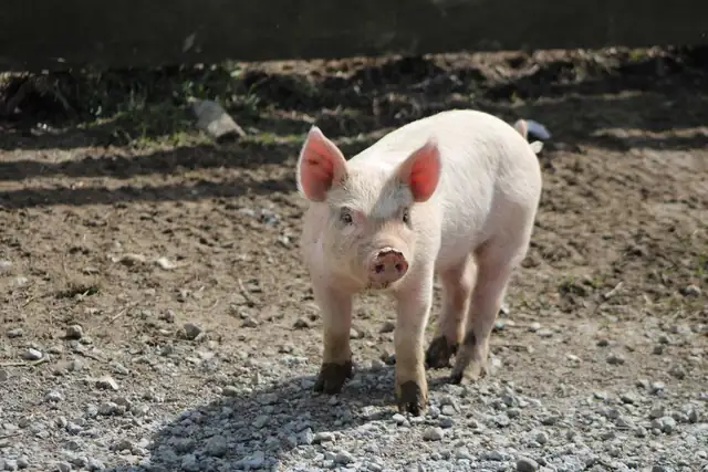 pig — photo