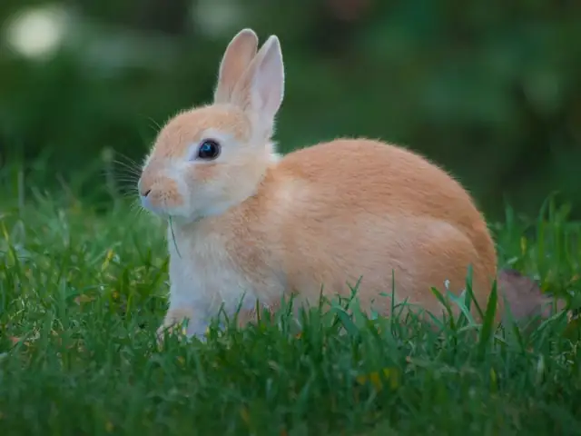 rabbit — photo