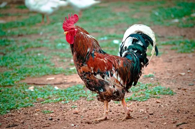 rooster — photo