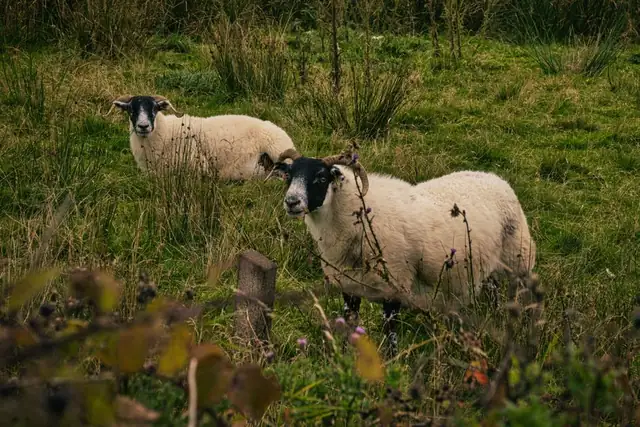 sheep — photo
