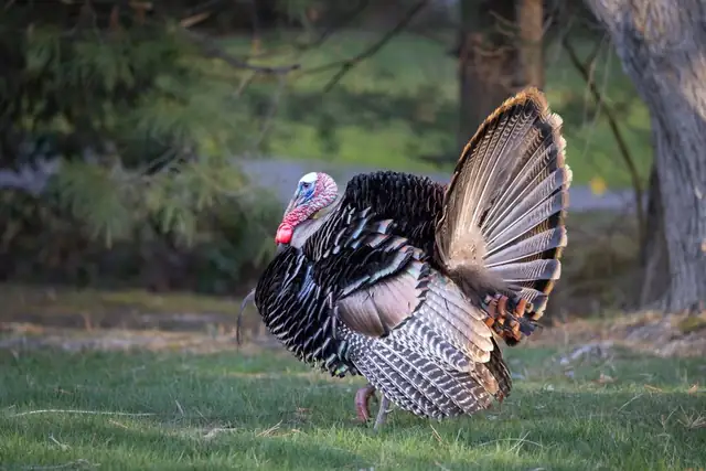 turkey — photo