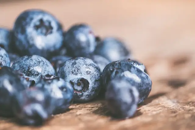blueberry — photo