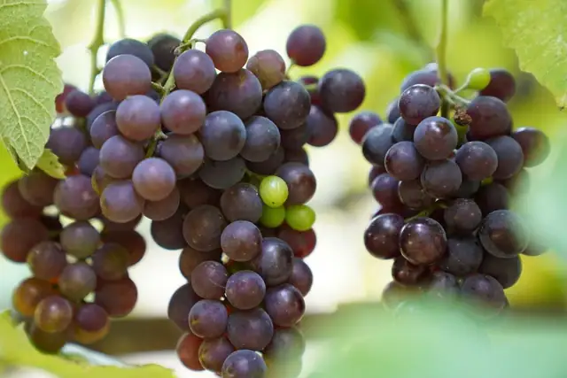 grapes — photo