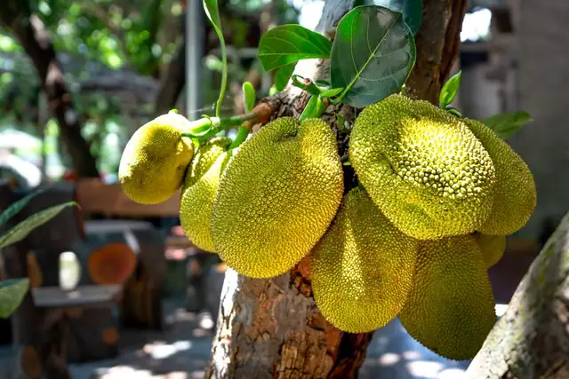 jackfruit — photo