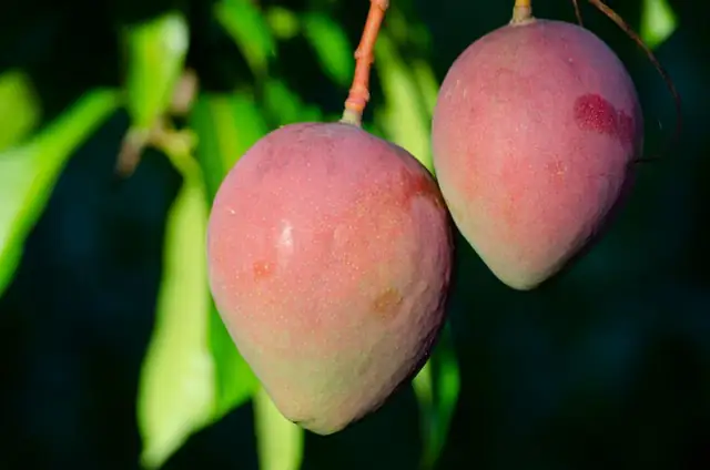 mango — photo