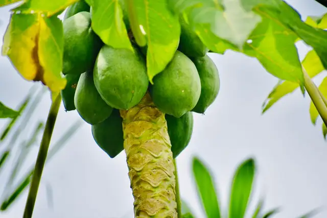 papaya — photo