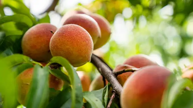 peach — photo