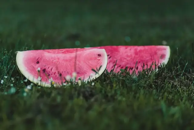 watermelon — photo