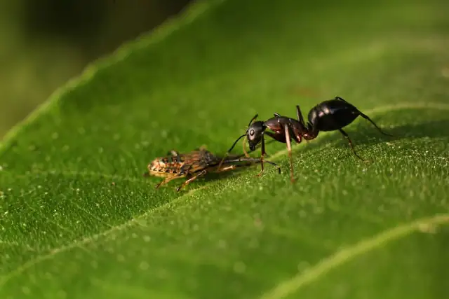 ant — photo