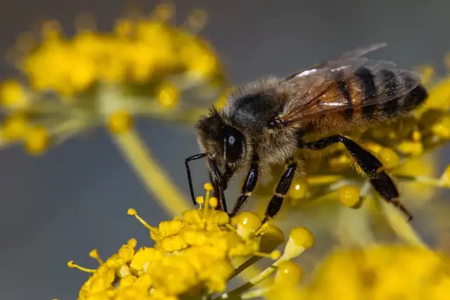 bee — photo