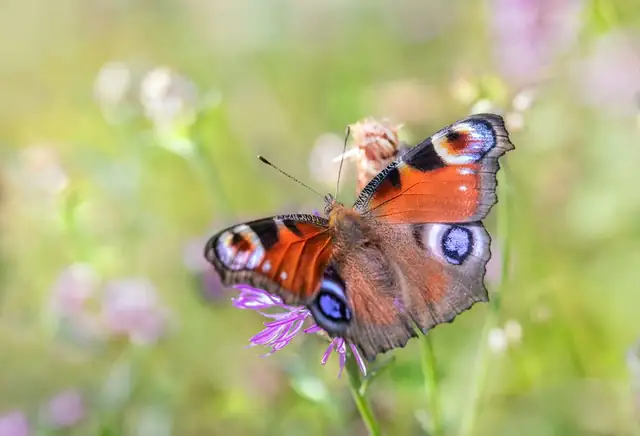 butterfly — photo