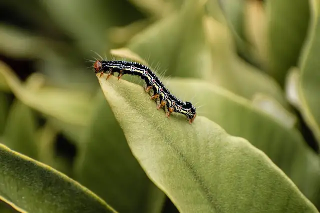 caterpillar — photo