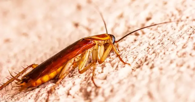 cockroach — photo