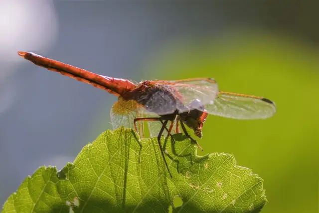 dragonfly — photo