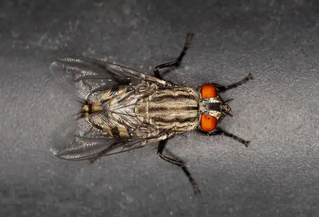 fly — photo