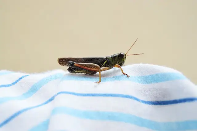 grasshopper — photo