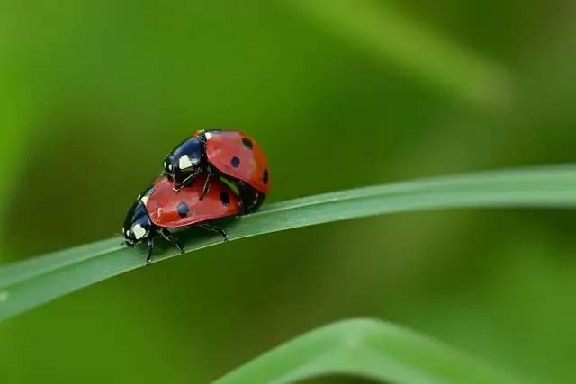 ladybird — photo