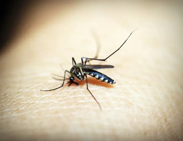 mosquito — photo