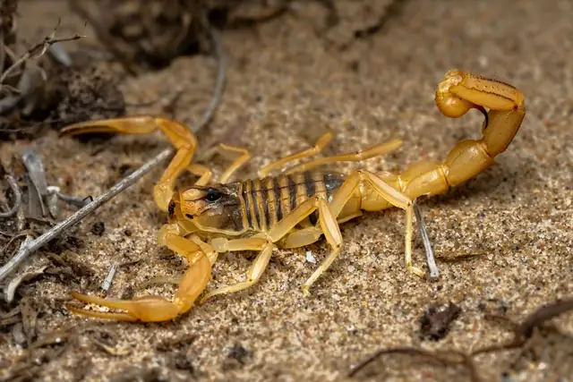 scorpion — photo