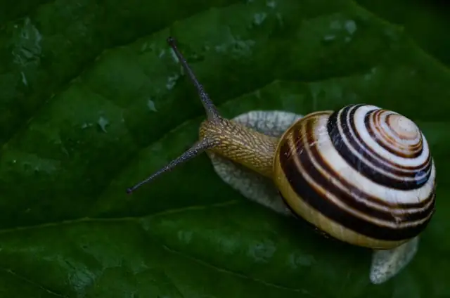 snail — photo