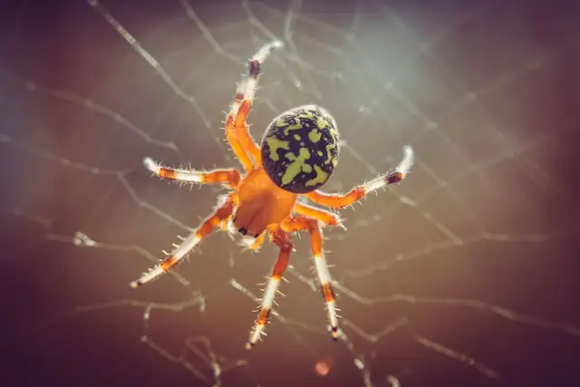 spider — photo