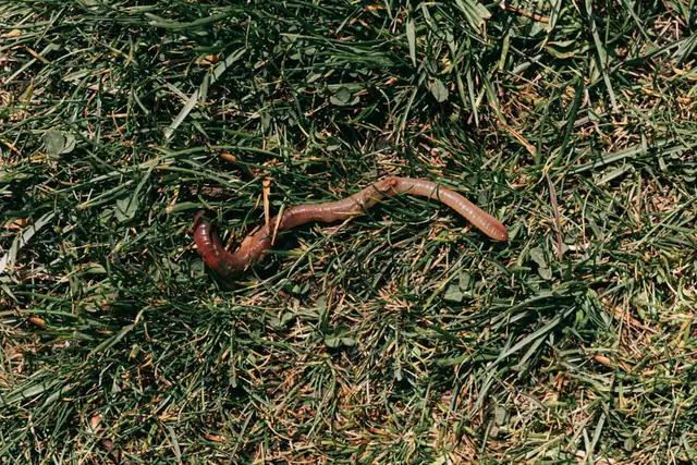 worm — photo