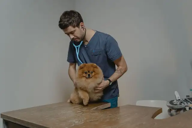vet — photo
