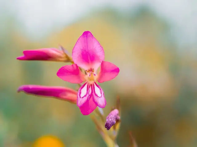 flower — photo