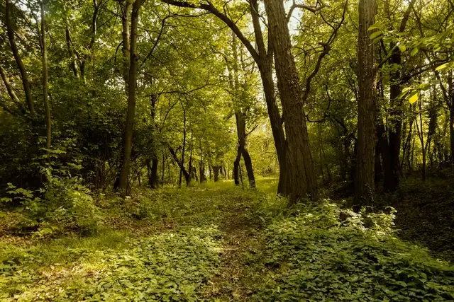 forest — photo
