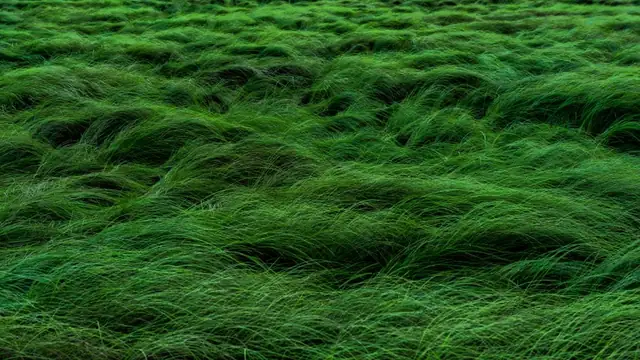grass — photo