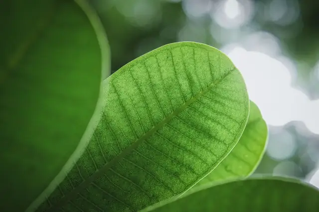 leaf — photo