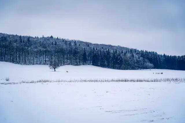snow — photo