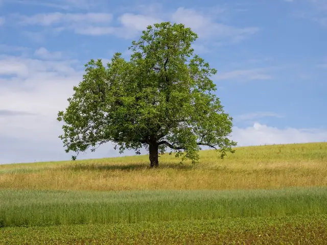 tree — photo