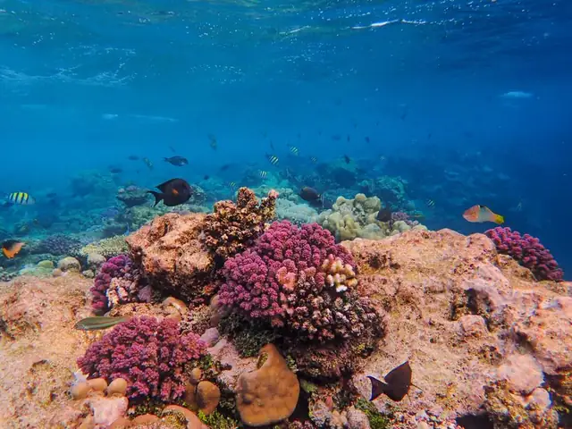 coral — photo