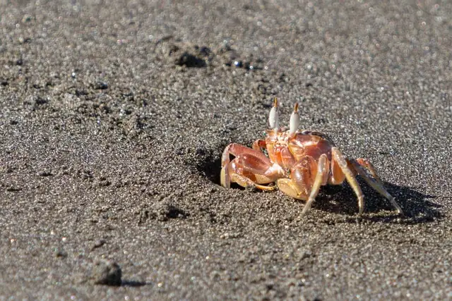 crab — photo
