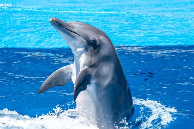 dolphin — photo