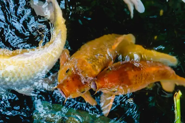 fish — photo