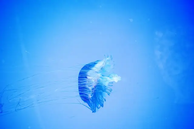 jellyfish — photo